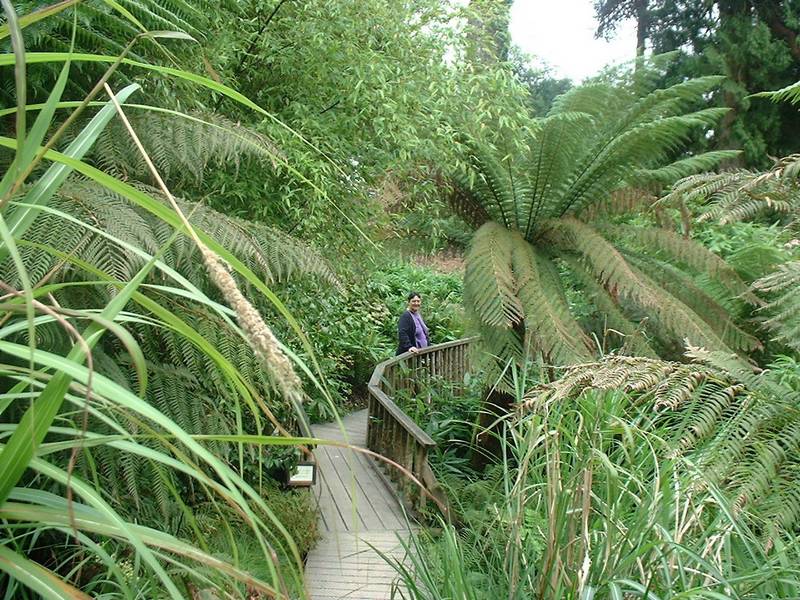 Heligan6.JPG