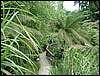 Heligan6.JPG