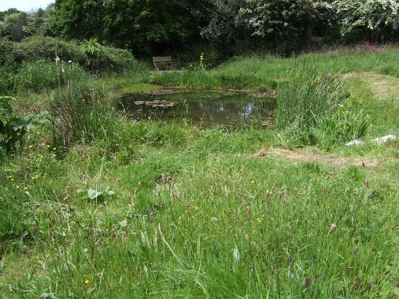 2007_0520pond0034.JPG