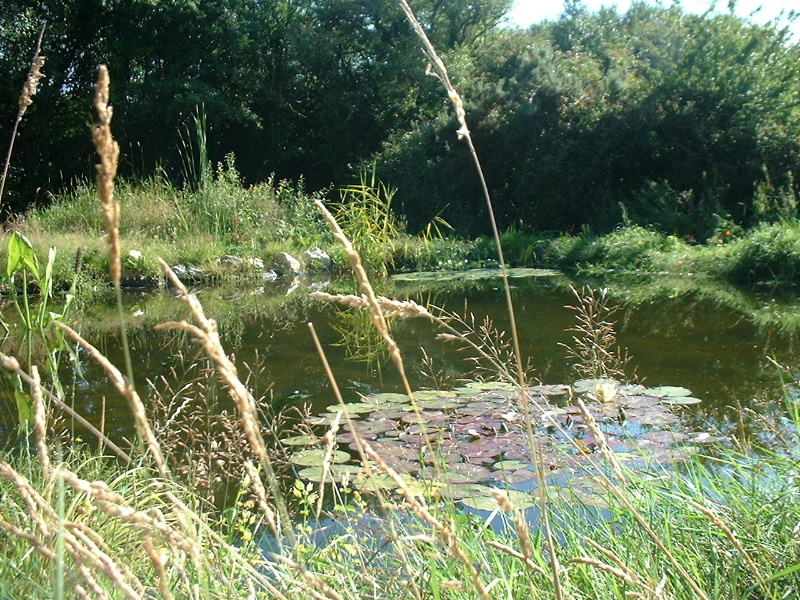 pond sumer.JPG