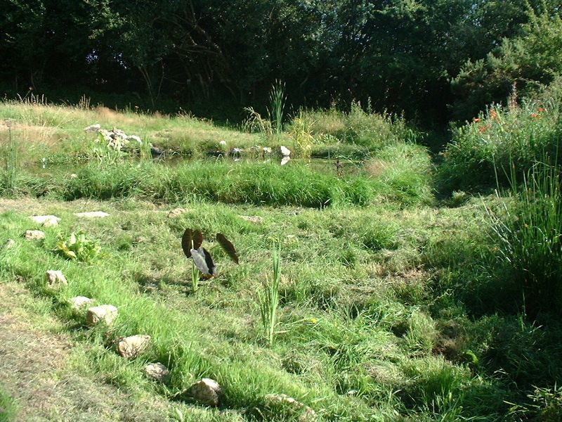 pond sumer2.JPG