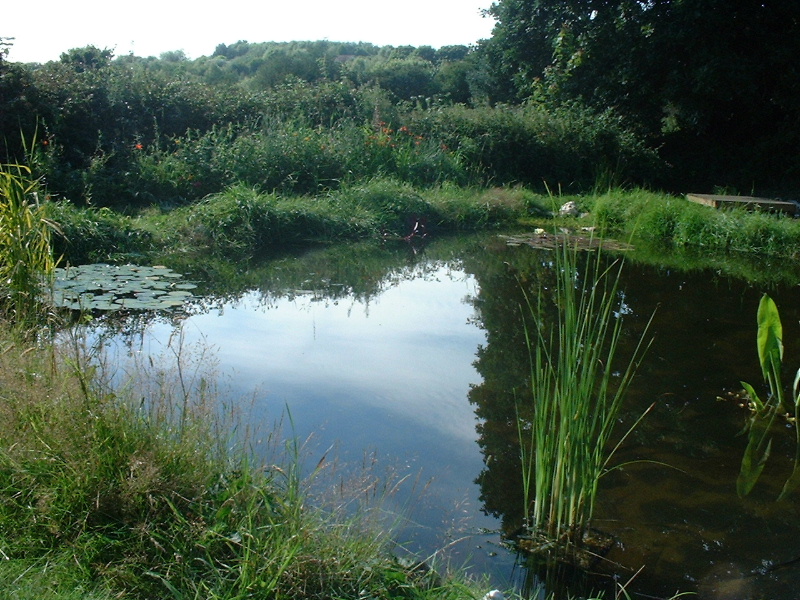 pond sumer3.JPG