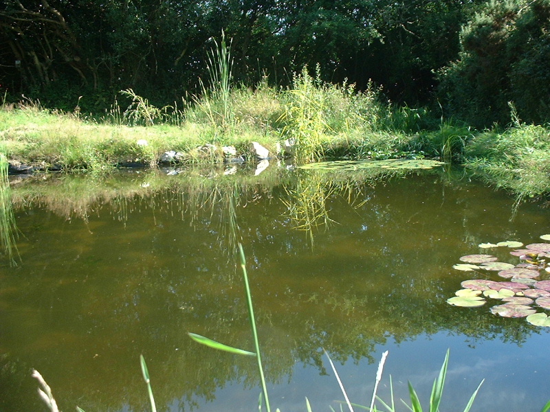 pond sumer4JPG.JPG