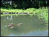 DSCF0043.JPG