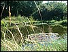 pond sumer.JPG
