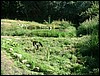 pond sumer2.JPG