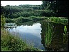 pond sumer3.JPG