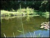 pond sumer4JPG.JPG
